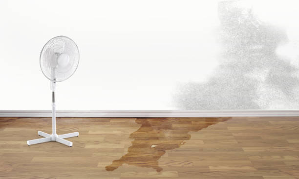 Best Basement water damage restoration  in Lake Camelot, IL
